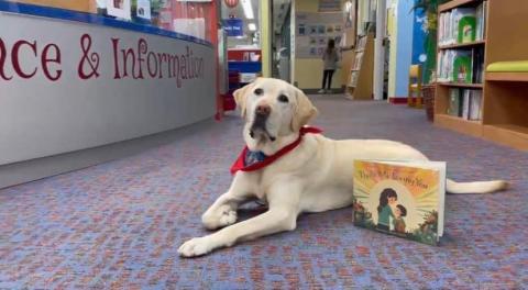 Dog lying down with book.